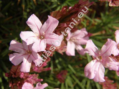 Acantholimon glumaceum (Limonium glumaceum Kuntze, Statice araratii)