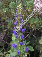 Aconitum firmum (Aconitum firmum Rchb., Aconitum tatrae Borbs)