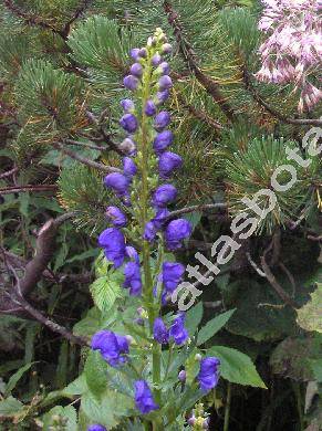 Aconitum firmum (Aconitum firmum Rchb., Aconitum tatrae Borbs)