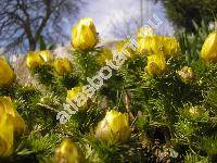 Adonis vernalis L. (Adonanthe vernalis (L.) Spach, Chrysocyathus vernalis (L). Holub, Adonis helleborus Crantz)