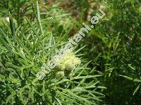 Adonis vernalis L. (Adonanthe vernalis (L.) Spach, Chrysocyathus vernalis (L). Holub, Adonis helleborus Crantz)