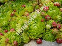 Jovibarba globifera (L.) J. Parnell (Jovibarba sobolifera (Sims) Opiz, Sempervivum soboliferum  Sims)