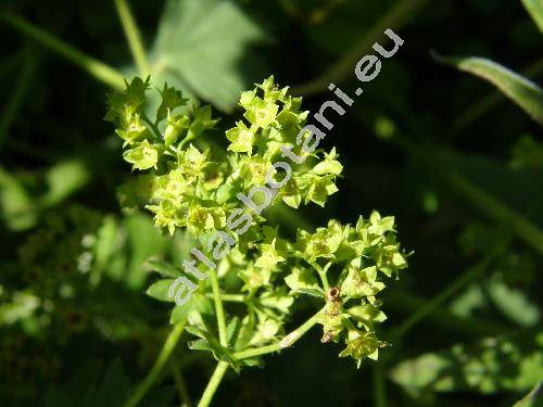 Alchemilla vulgaris L. (Alchemilla acutangula Buser, Alchemilla acutiloba Opiz)