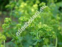 Alchemilla vulgaris L. (Alchemilla acutangula Buser, Alchemilla acutiloba Opiz)