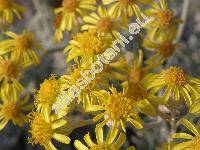 Cineraria maritima L. (Senecio bicolor (Willd.) Tod. subsp. cineraria (DC.) Chat., Delairia, Tephroseris)