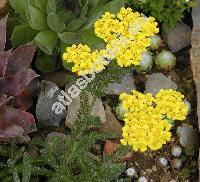 Achillea chrysocoma (Achillea chrysocoma Friv., Achillea aurea Lam.)