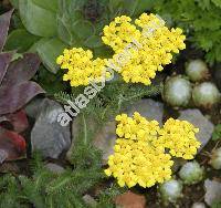 Achillea chrysocoma (Achillea chrysocoma Friv., Achillea aurea Lam.)