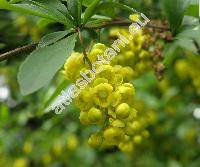 Berberis vulgaris L. (Berberis orientalis Schneid.)