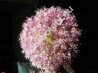 Allium giganteum Regel