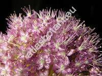 Allium giganteum Regel