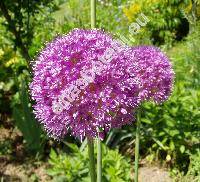 Allium giganteum Regel