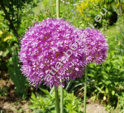 Allium giganteum Regel