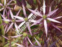 Allium christophii Trautv. (Allium albopilosum Wright, Allium cristophii, Allium bodeanum)