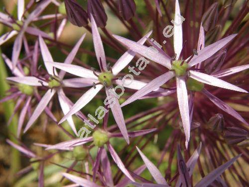 Allium christophii Trautv. (Allium albopilosum Wright, Allium cristophii, Allium bodeanum)