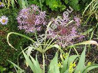 Allium christophii Trautv. (Allium albopilosum Wright, Allium cristophii, Allium bodeanum)