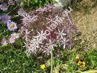 Allium christophii Trautv. (Allium albopilosum Wright, Allium cristophii, Allium bodeanum)