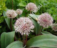 Allium karataviense Regel