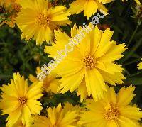 Coreopsis lanceolata