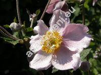 Anemone japonica Sieb. et Zucc. (Anemone hupehensis Lemoine)