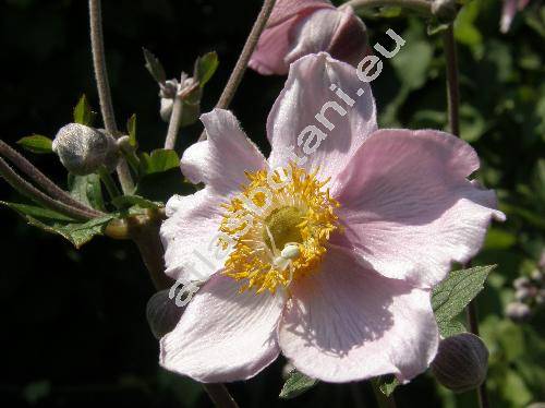 Anemone japonica Sieb. et Zucc. (Anemone hupehensis Lemoine)