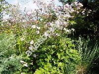 Anemone japonica Sieb. et Zucc. (Anemone hupehensis Lemoine)