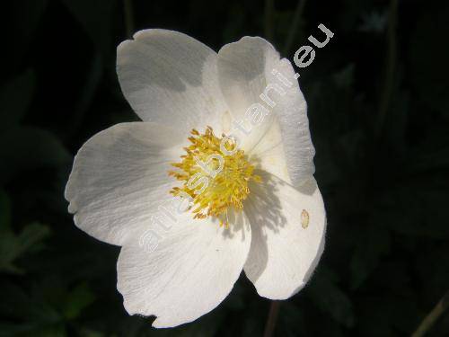 Anemone sylvestris L. (Anemone alba Juss.)