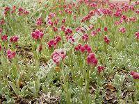 Antennaria dioica (L.) Gaertn. (Antennaria candida hort., Antennaria tomentosa Voss, Gnaphalium dioicum)