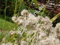 Antennaria dioica (L.) Gaertn. (Antennaria candida hort., Antennaria tomentosa Voss, Gnaphalium dioicum)