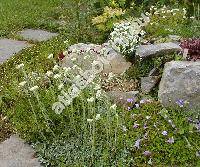 Antennaria dioica (L.) Gaertn. (Antennaria candida hort., Antennaria tomentosa Voss, Gnaphalium dioicum)