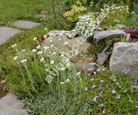 Antennaria dioica (L.) Gaertn. (Antennaria candida hort., Antennaria tomentosa Voss, Gnaphalium dioicum)