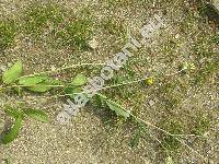 Anthyllis vulneraria L. (Vulneraria heterophylla Moench)