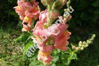 Antirrhinum majus L.