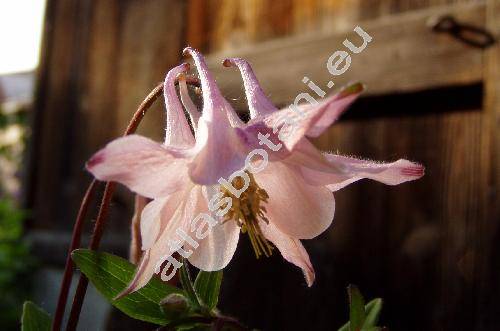 Aquilegia vulgaris L. (Aquilegia silvestris Neck.)