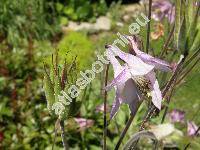 Aquilegia vulgaris L. (Aquilegia silvestris Neck.)