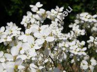 Arabis caucasica (Arabis caucasica Willd., Arabis albida Steven ex Jacq., Arabis alpina L. subsp. caucasica (Willd.) Briq.)