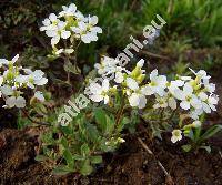 Arabis caucasica (Arabis caucasica Willd., Arabis albida Steven ex Jacq., Arabis alpina L. subsp. caucasica (Willd.) Briq.)