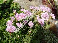 Armeria maritima (Statice maritima Mill.)