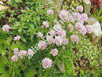 Armeria maritima (Statice maritima Mill.)