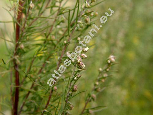 Artemisia abrotanum L.