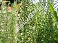 Artemisia abrotanum L.