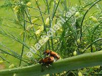 Asparagus officinalis L.