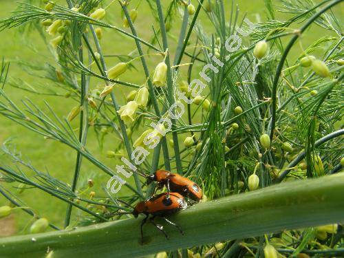 Asparagus officinalis L.