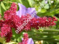 Astilbe x arendsii Arends