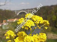 Aurinia saxatilis (Aurinia saxatilis (L.) Desv., Alyssum saxatile auct.)