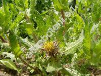 Cnicus benedictus L. (Centaurea benedicta (L.) L.)