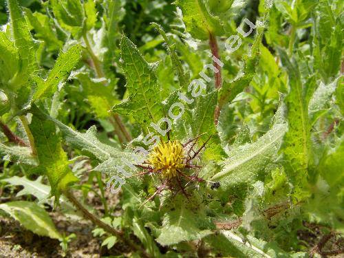 Cnicus benedictus L. (Centaurea benedicta (L.) L.)