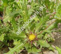 Cnicus benedictus L. (Centaurea benedicta (L.) L.)