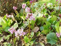 Bergenia crassifolia (Saxifraga crassifolia L.)