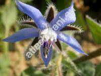 Borago officinalis L.