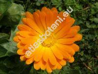 Calendula officinalis L.